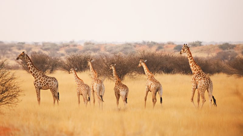 #Жирафы #намибия #калахари #саванa #сафари #африка #namibia #africa #kalahari #giraffe #family  Семейство жирафов photo preview
