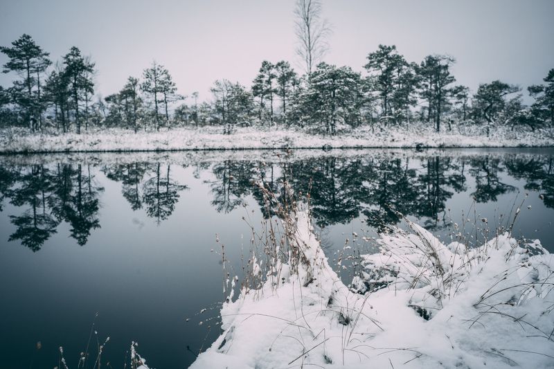 Cold winter landscape frozen snow swamp Kemeri