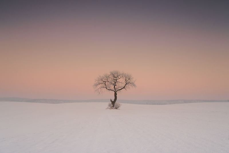 december, tree, winter, snow, field, landscape, white, gray, rime Solitaryphoto preview