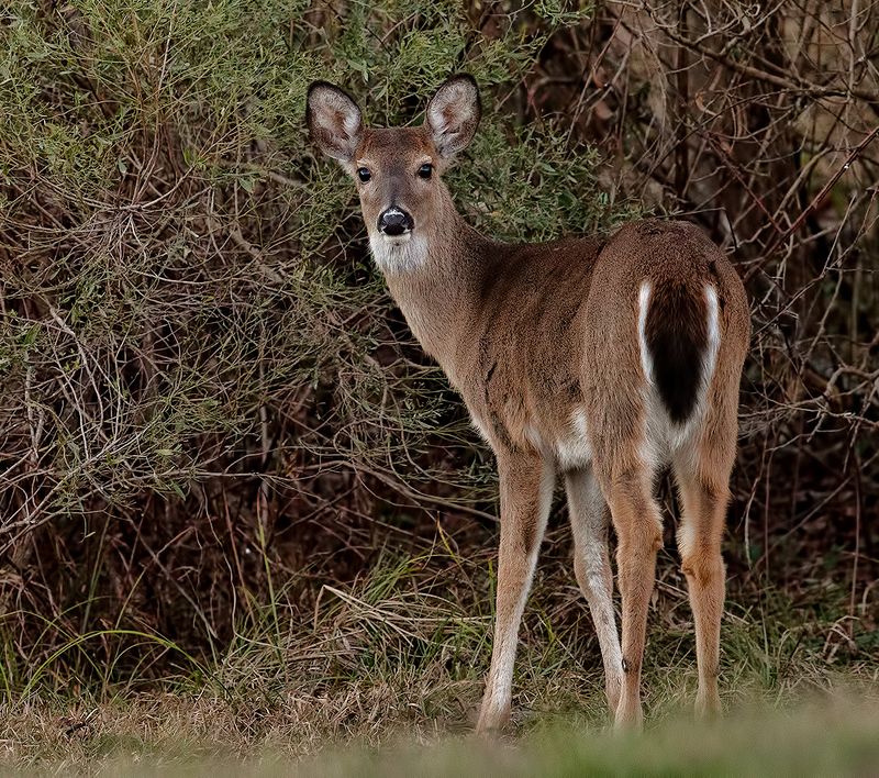 олень, дикие животные, животные, deer, wildlife Молодой Олень -White-tailed Deerphoto preview