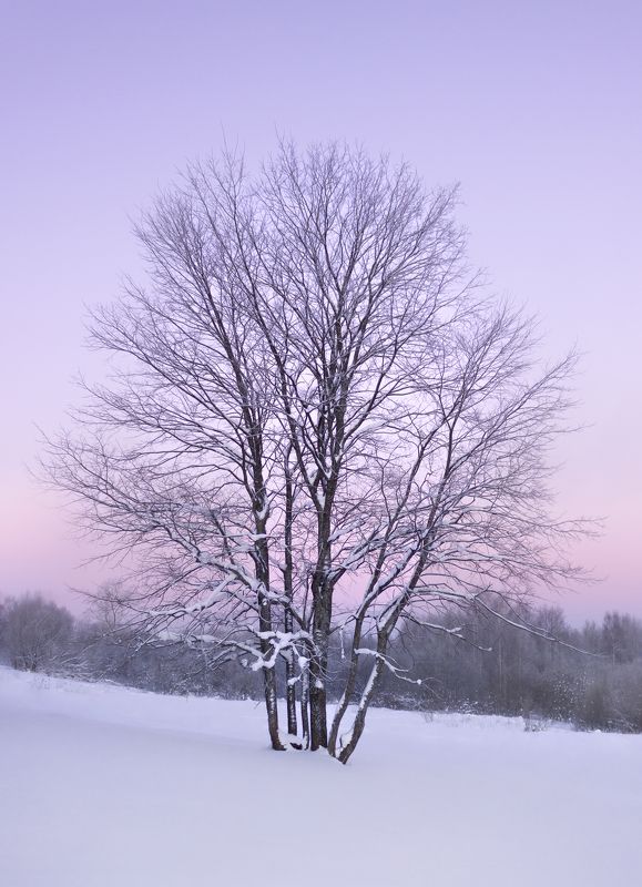 зима, дерево Морозные сумеркиphoto preview