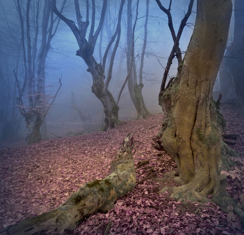 Мистика туманного лесаphoto preview