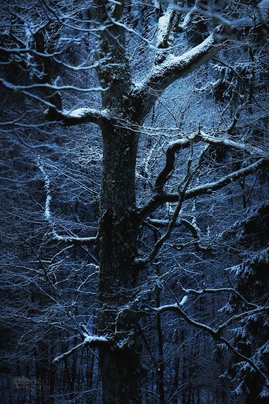 tree,winter,nature,oak, Winter Oakphoto preview