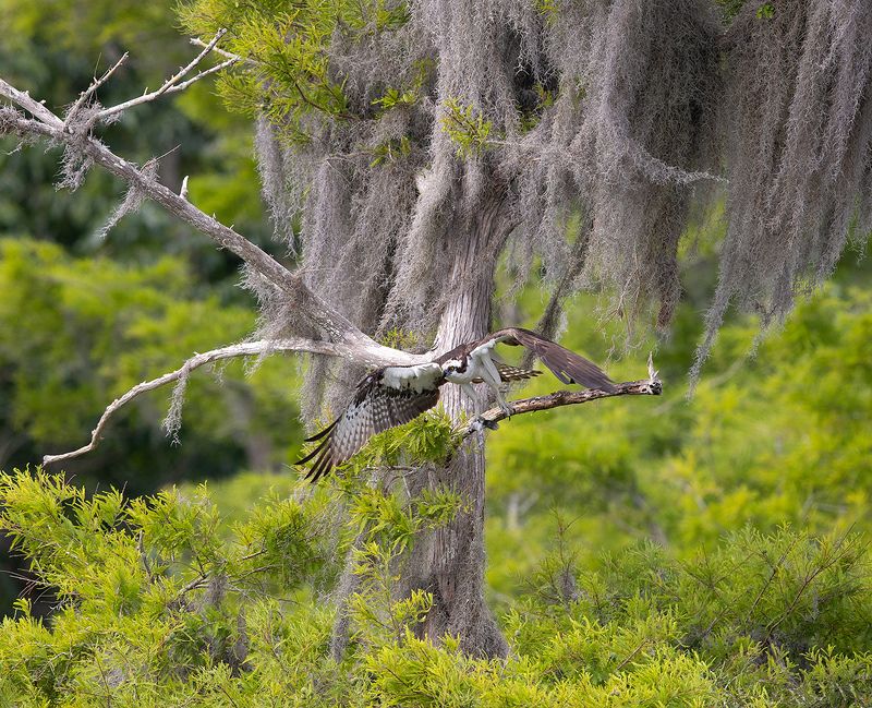 скопа, osprey, florida, флорида, хищные птицы, природа Osprey - Скопа в сказочном интерьереphoto preview