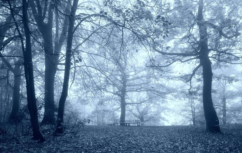 осень утро деревья туман Осеннее утроphoto preview
