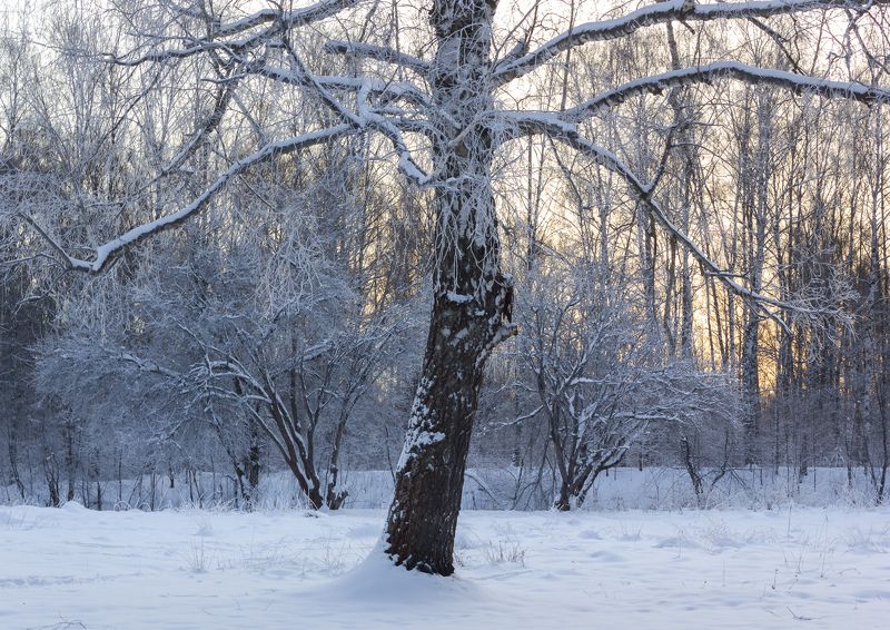 зима, дерево, снег photo preview