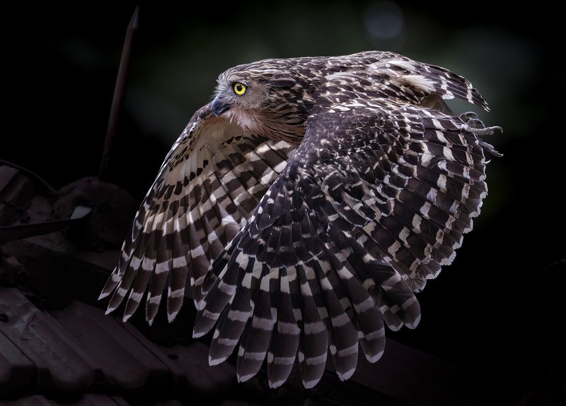 Owl, Bird, Wild, Wildlife, Bird Photography, BIF, Bird In Flight, Bird Of Prey, Outdoor Buffy Fish Owl On Targetphoto preview