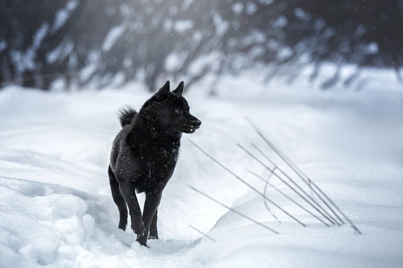 winter sibaschipp archie rescued dog black animal schipperke warrior Black wolf herephoto preview