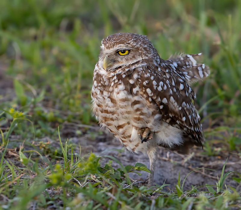 кроличий сыч, florida,burrowing owl, owl, флорида,сыч Cыч - Burrowing Owlphoto preview