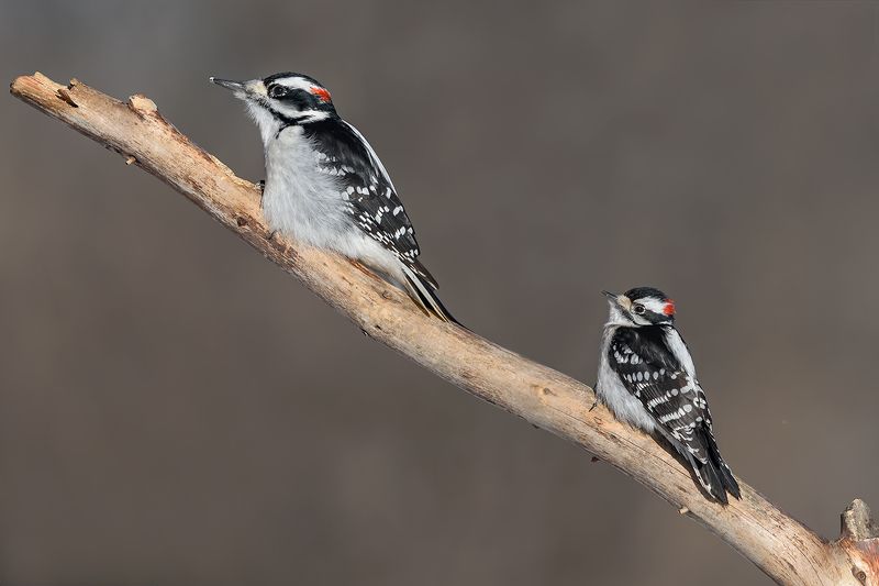 Hairy Woodpecker (male)  & Downy woodpecker (male)photo preview