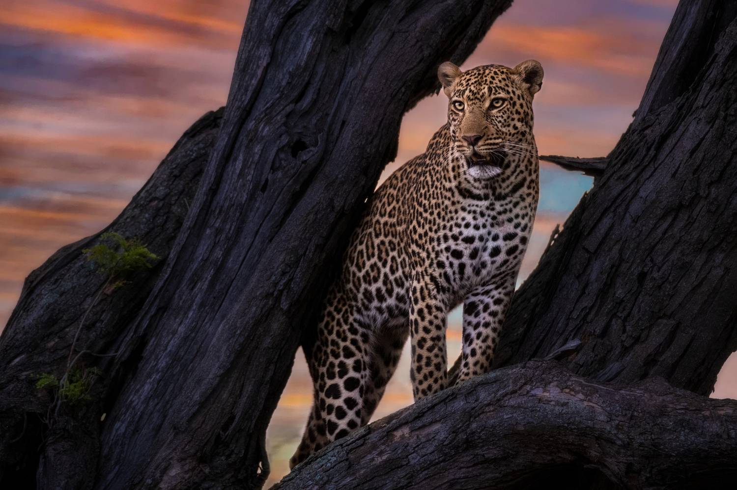 Животный мир 2019. Фото животных. Животный мир хищники Шри Ланки. Leopard on Tree.