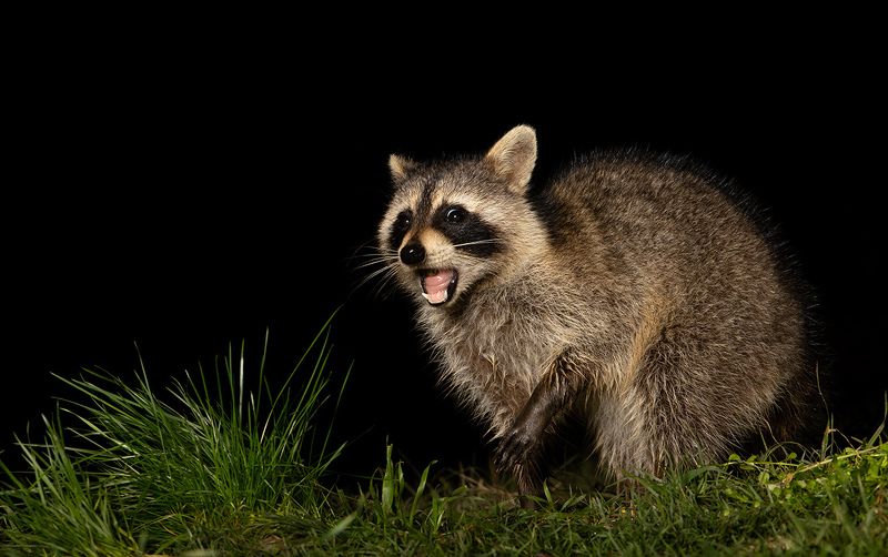 енот обыкновенный, енот-полоскун, raccoon, енот, дикие животные, животные, animals Young Raccoons -  Малыши Енотикиphoto preview