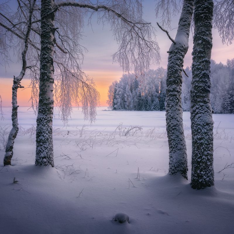 зима, вечер, мороз Догорал закат в березовой рощеphoto preview