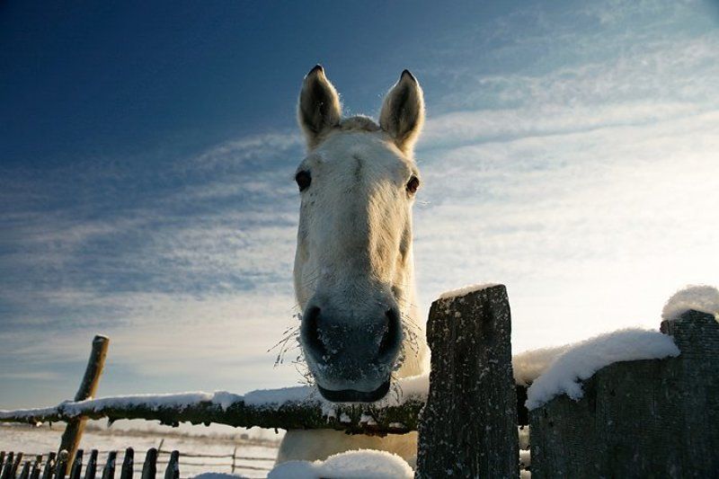 коник, лошадь, зима, гринево ***photo preview