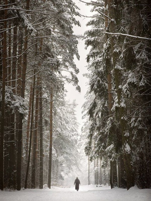 лес,зима Дивный лес...photo preview