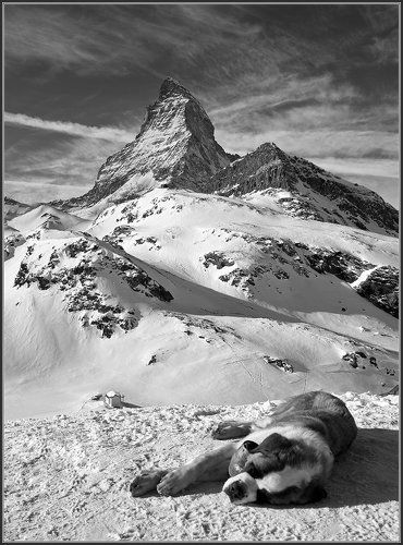 Про Альпы и отважного пса мечтающего спасти от смерти заблудшую душу