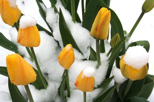 Желтые тюльпаны..признаки весны