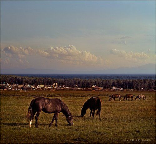 Байкальские лошадки