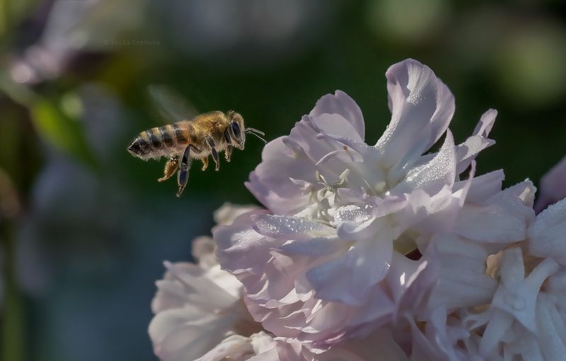пчела, полет Пчелкаphoto preview
