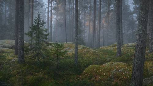Утро в таинственном северном лесу