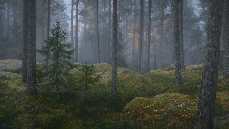 ленинградская область, выборгский район, лес, туман, тайга, ели, сосны, березы Утро в таинственном северном лесуphoto preview