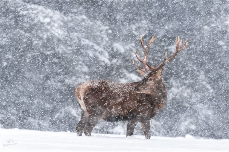 Беларусь, Красный Бор, олень, зима, deer, winter Let it snow ..photo preview
