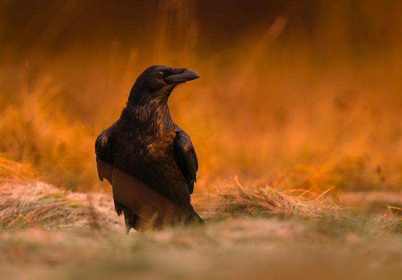 bird, birds, shadows, sunrise, golden hour, wildlife, raven, forest sony Game of firephoto preview