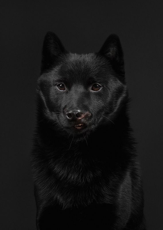 rescued dog black dog portrait studio black on black Арчи / Archiephoto preview