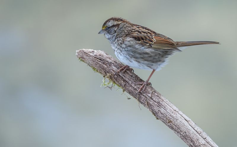 White-throated Sparrowphoto preview