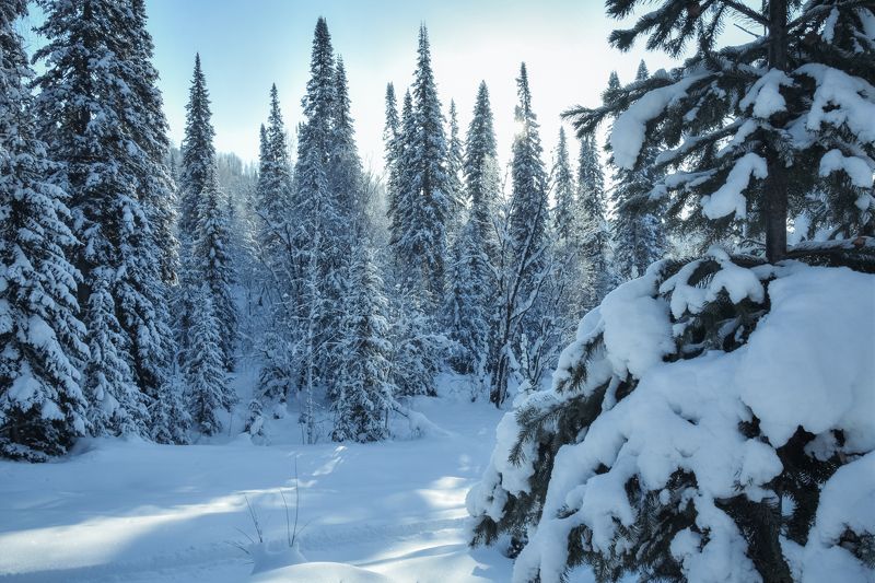 россия, сибирь, зима, мороз, снег, сугробы, солнце, ели, лес Лес зимой в снегуphoto preview