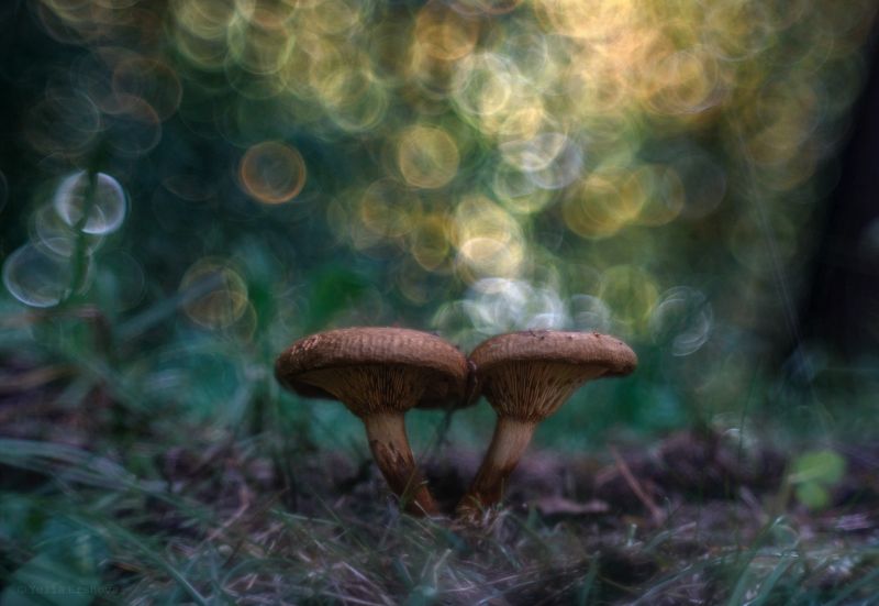 грибы, свинушки, лес Осенний поцелуйphoto preview