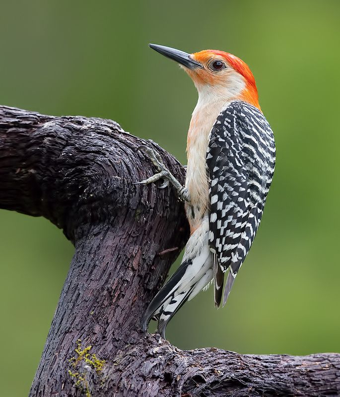 дятел, каролинский меланерпес, red-bellied woodpecker, woodpecker Red-bellied Woodpecker  - Каролинский меланерпесphoto preview