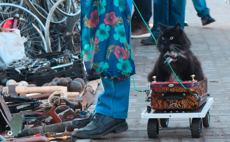 калининград, кот, блошиный рынок, январь, 2022год, город, подсмотрено, 39, тридевятое царство, позитив «Кот-Шумахер»photo preview