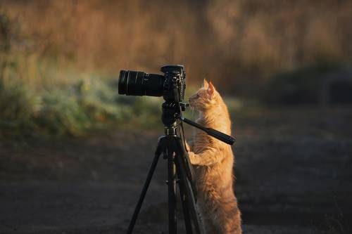 Коты-фотографы!