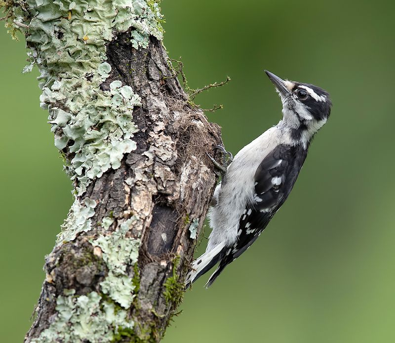 downy woodpecker, woodpecker, дятел Downy woodpecker Female - Пушистый дятел. самкаphoto preview