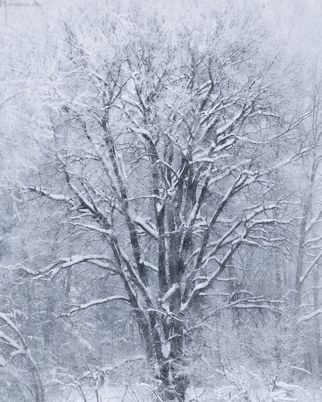 Черно-белая зимаphoto preview