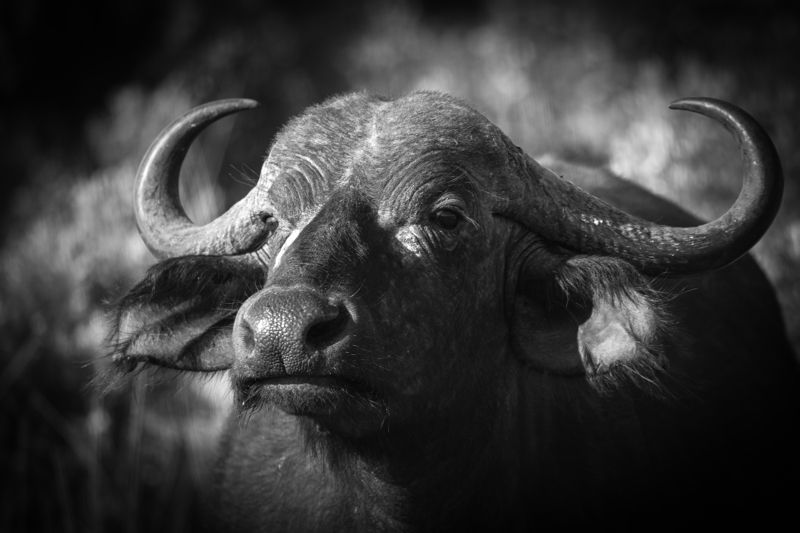 Portrait of Buffalo 