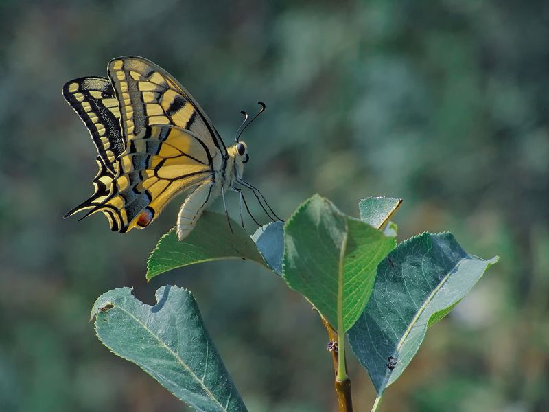 макро, бабочка Махаонphoto preview