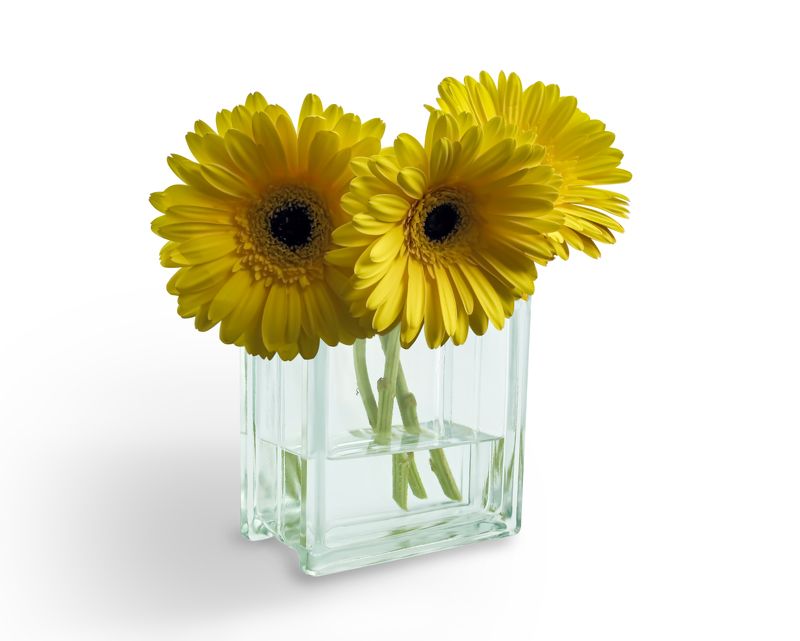 yellow gerberas on a white background