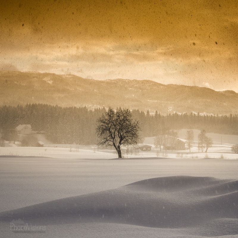 winter,snow,treemsnowy,light,norway, Snow Stormphoto preview