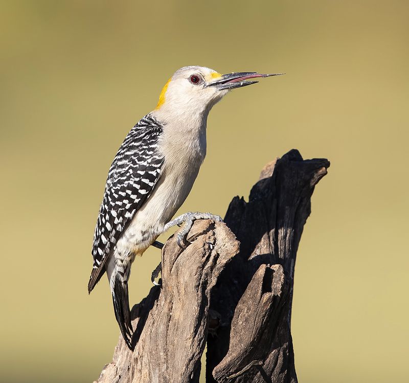 golden fronted woodpecker, золотолобый меланерпес, дятел, woodpecker, tx, texas Золотолобый меланерпес - Golden fronted Woodpecker femalephoto preview