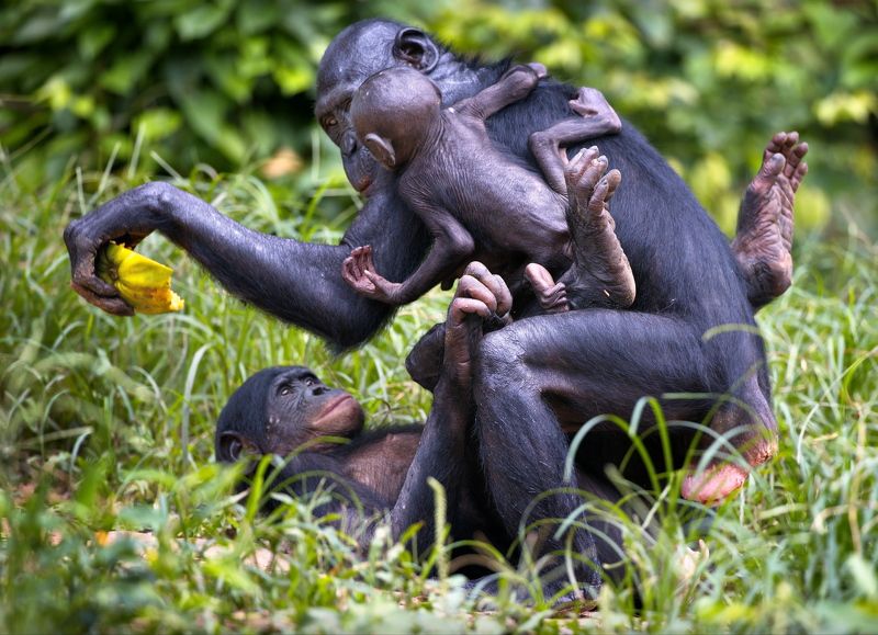 бонобо Возьми вкусняшку и не мешай!)photo preview
