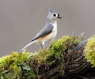 Tufted Titmouse -Острохохлая синица
