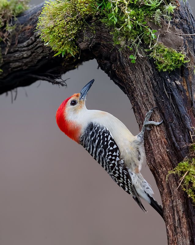 дятел, каролинский меланерпес, red-bellied woodpecker, woodpecker Red-bellied Woodpecker male - Каролинский меланерпесphoto preview