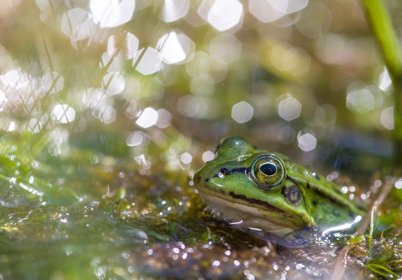 Frogs summer
