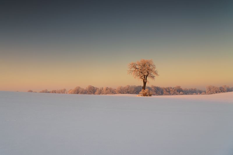 tree, winter, oak, sky, cloud, snow Treephoto preview