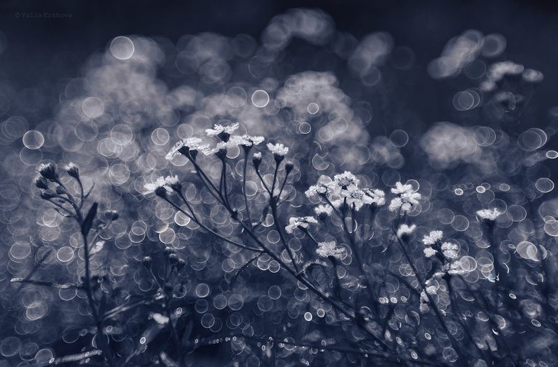 боке, роса, цветы, гелиос 77м-4 Белые росыphoto preview