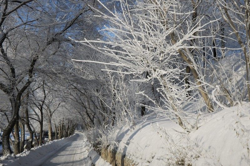 аллея,деревья,зима,иней,новосибирск Иней январяphoto preview