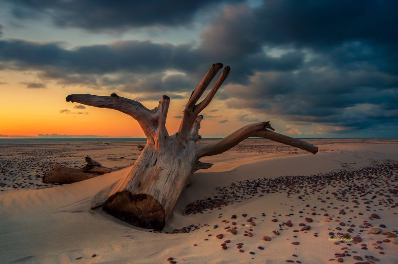 sea, landscape, water, sunset, sand, tree, root, stones. Sea stories.photo preview