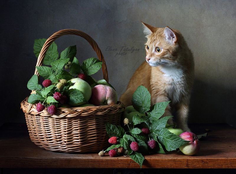 кот, ягоды, малина, яблоки Кекс с малинойphoto preview